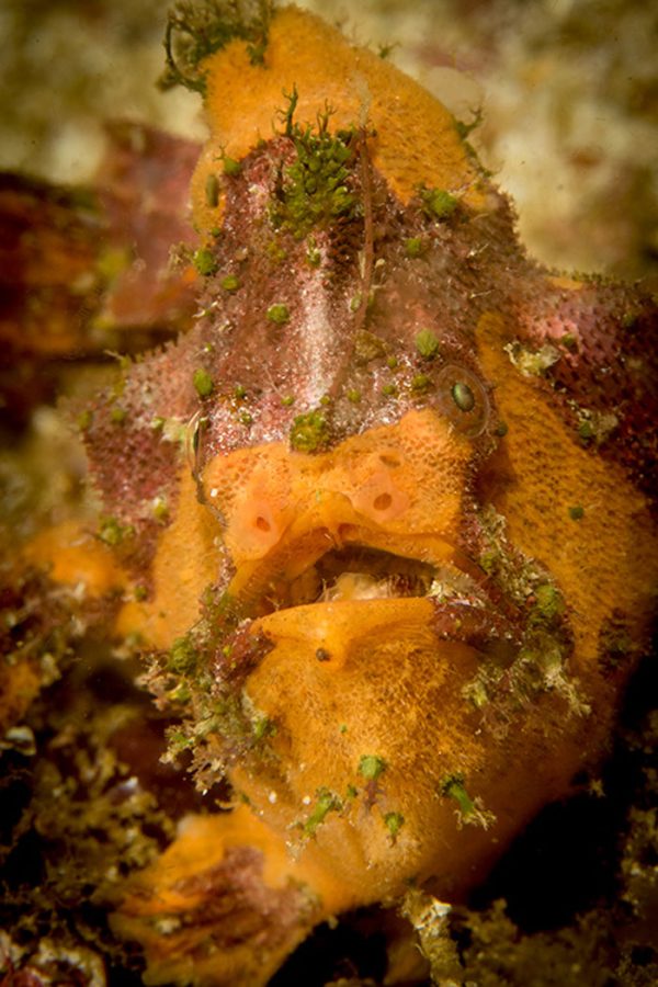 Evolution Diving Resort Malapascua