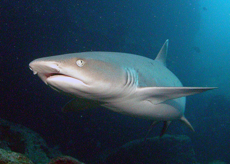 white tipped reef shark