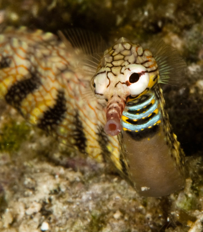 Evolution Diving Resort Malapascua
