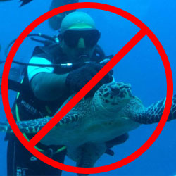 dont touch animals scuba diving