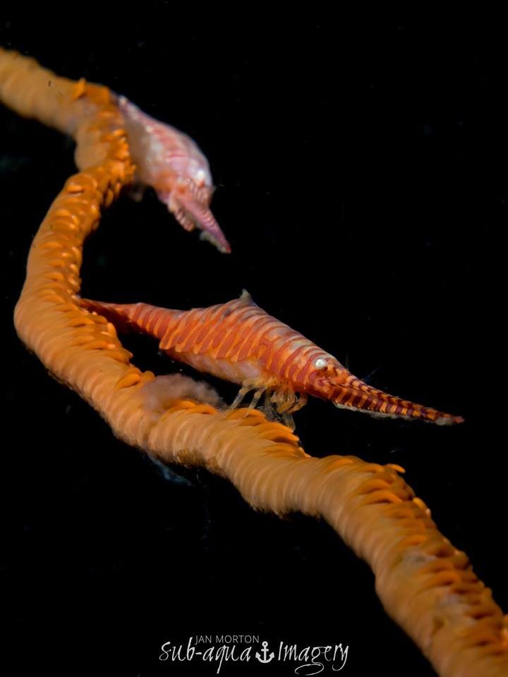 malapascua philippines saw blade shrimp