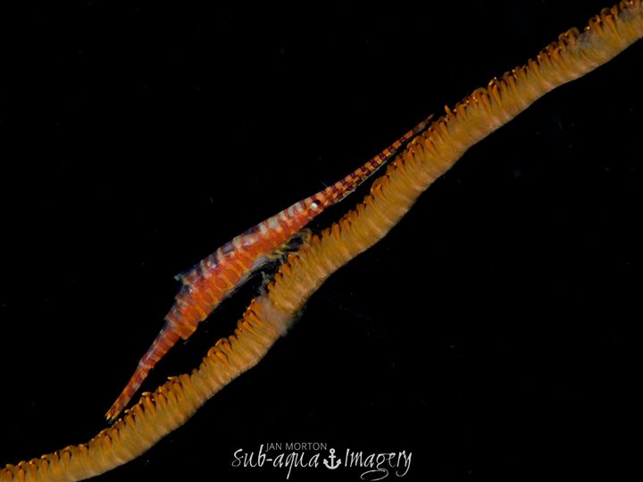 malapascua saw blade shrimp