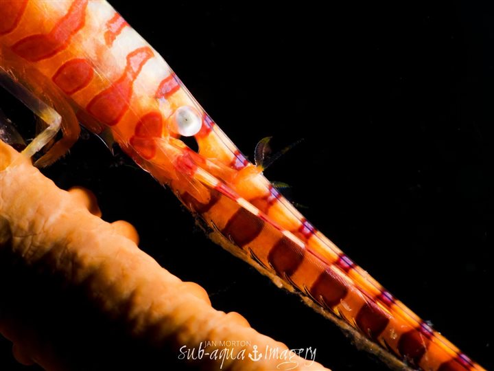 sawbade shrimp malapascua
