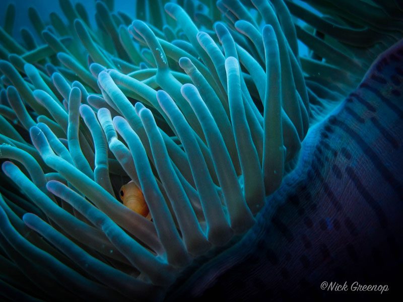 Evolution Diving Resort Malapascua