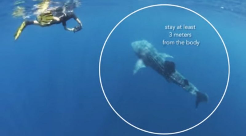 Power To Protect: Essential Marine Wildlife Tourism Guidelines