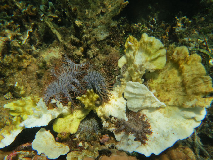 crown of thorns starfish philippines