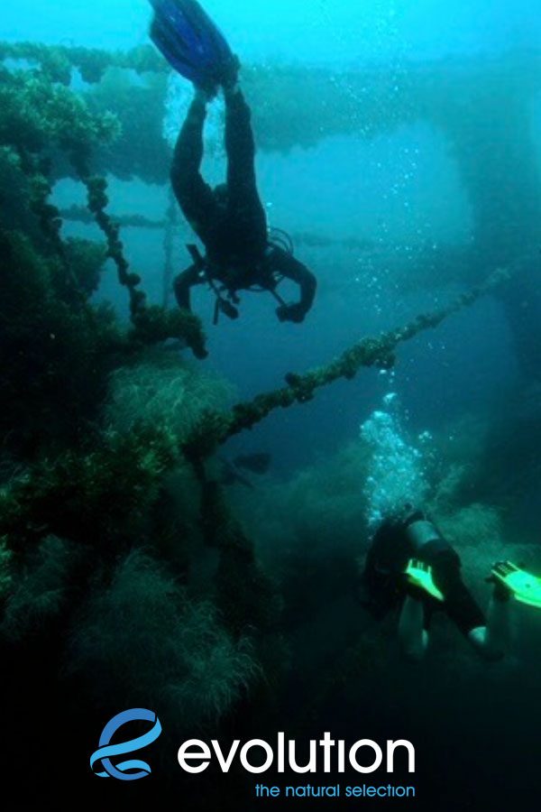 Evolution Diving Resort Malapascua