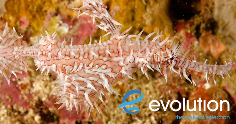 Evolution Diving Resort Malapascua