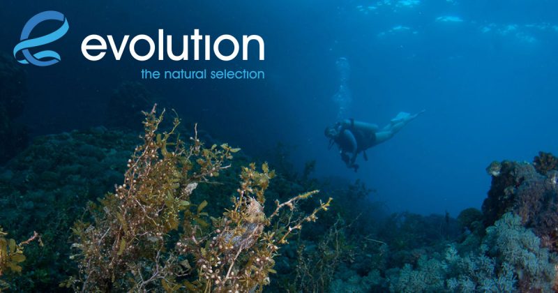 Evolution Diving Resort Malapascua
