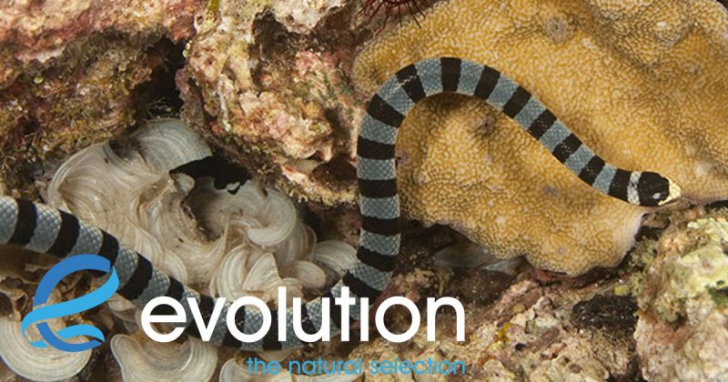 Evolution Diving Resort Malapascua
