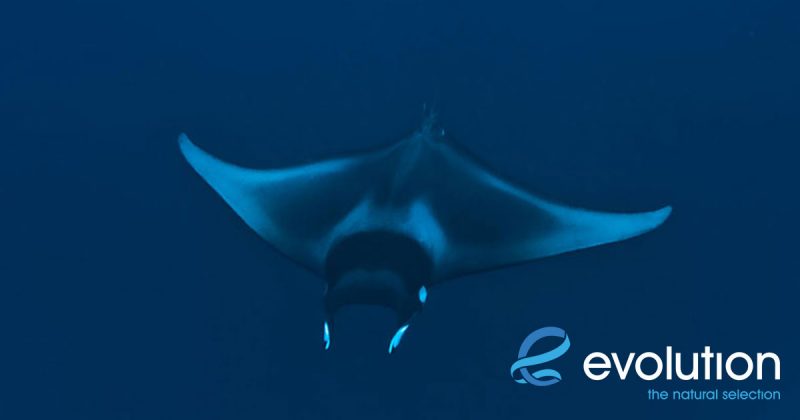 Evolution Diving Resort Malapascua