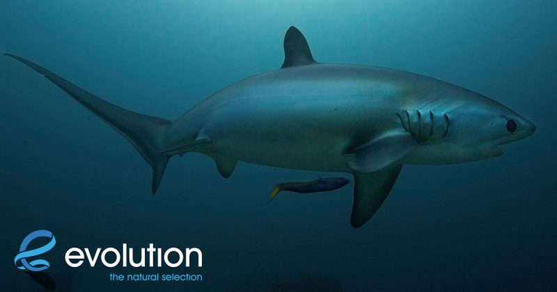 Evolution Diving Resort Malapascua