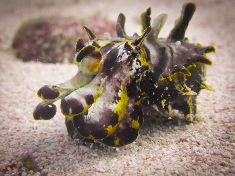 Evolution Diving Resort Malapascua