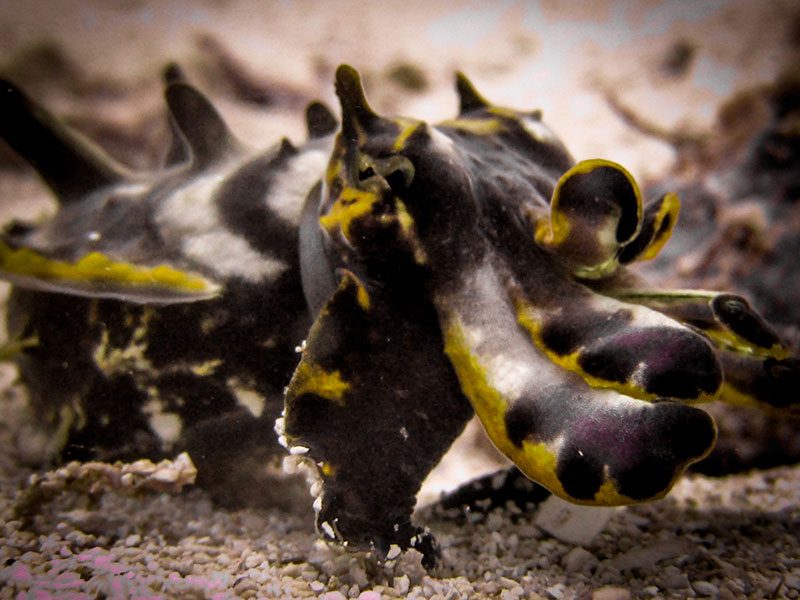 Evolution Diving Resort Malapascua