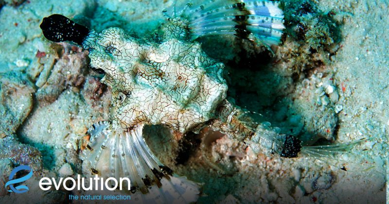 Evolution Diving Resort Malapascua