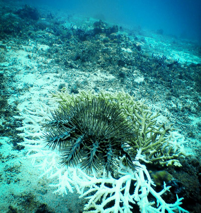 Evolution Diving Resort Malapascua