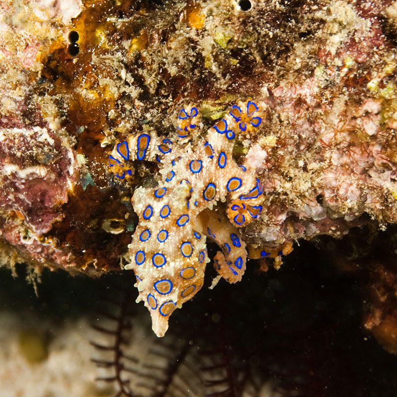 Evolution Diving Resort Malapascua