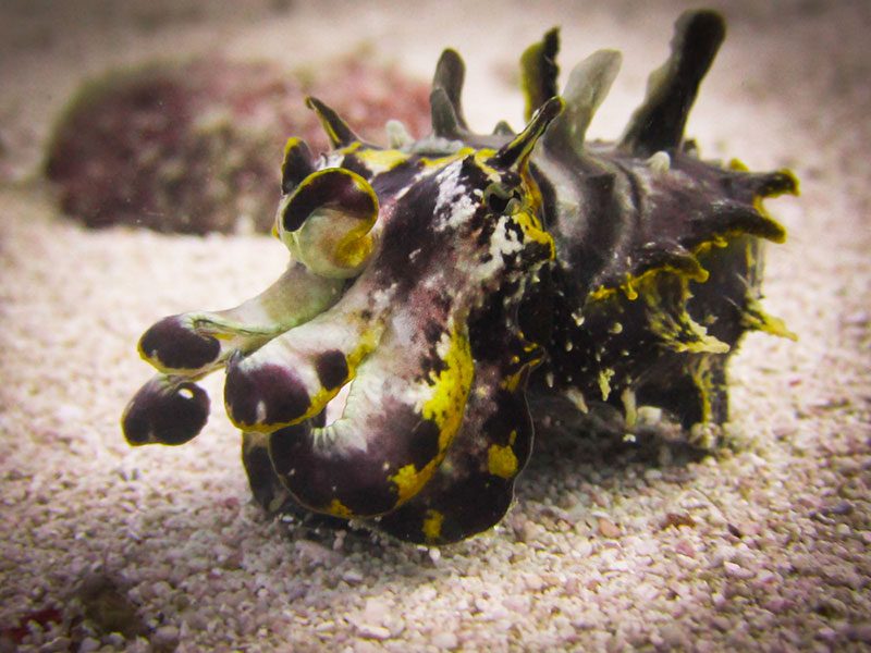 Evolution Diving Resort Malapascua