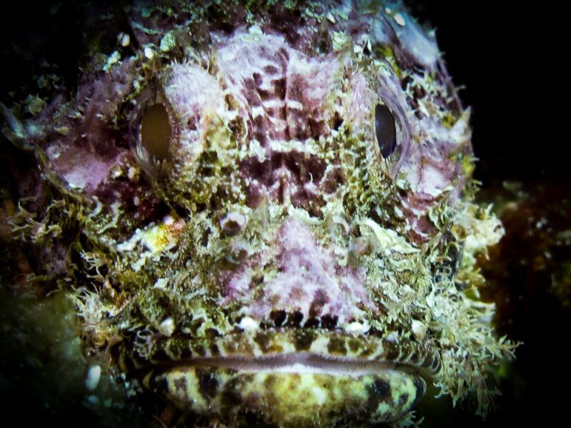 Evolution Diving Resort Malapascua