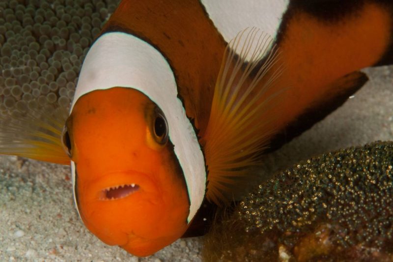 Evolution Diving Resort Malapascua
