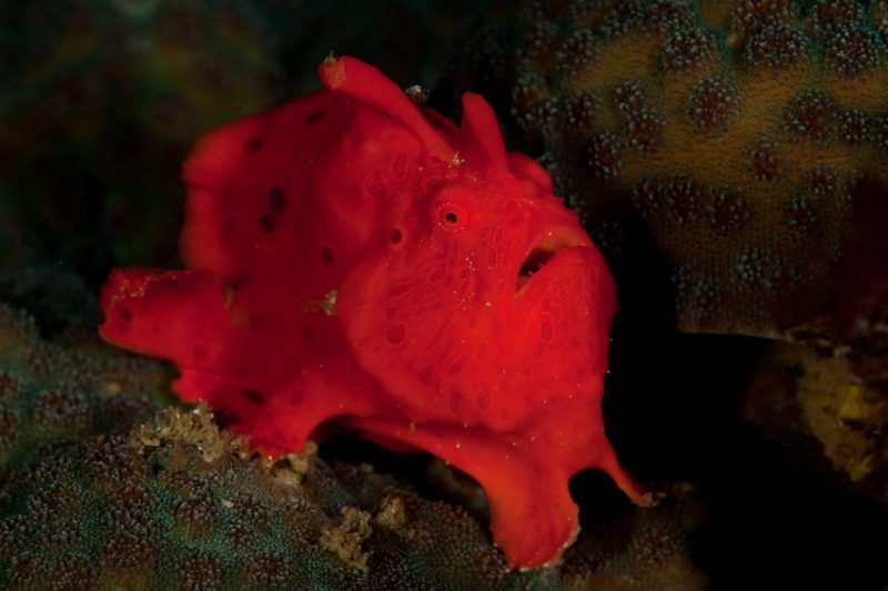 Evolution Diving Resort Malapascua