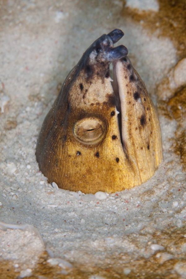 Evolution Diving Resort Malapascua