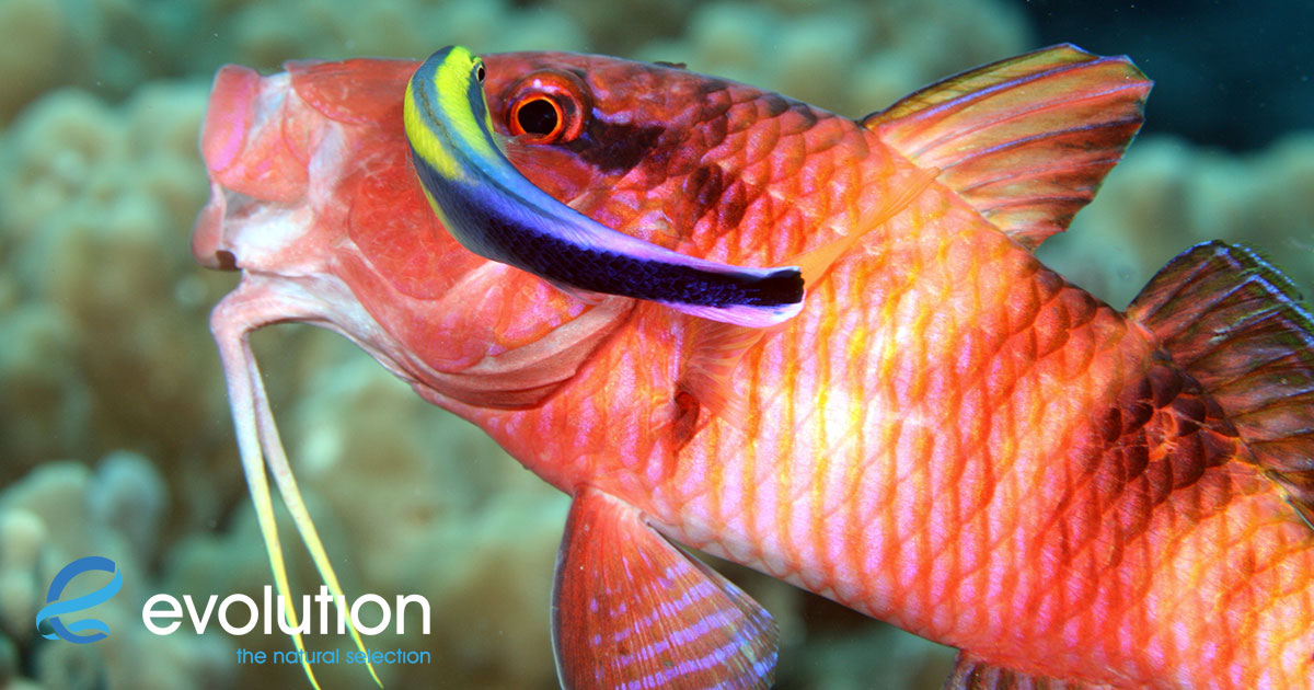 cleanerfishonthereefmalapascuaphilippines Evolution Diving