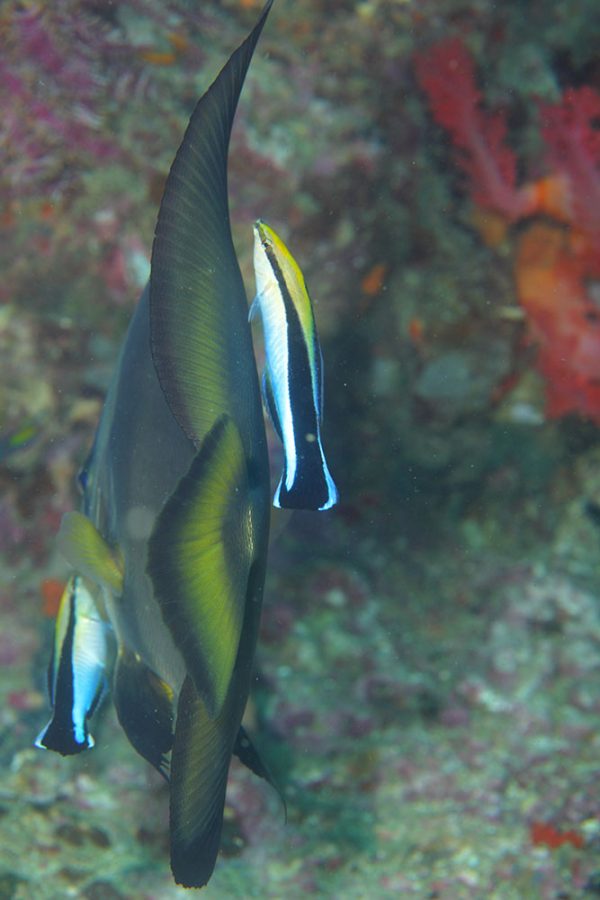 Evolution Diving Resort Malapascua