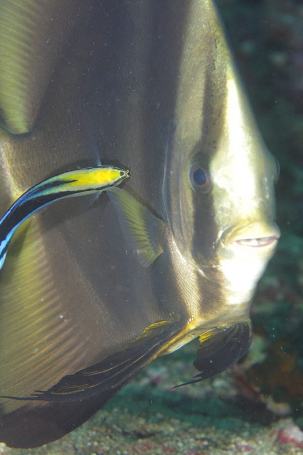 Evolution Diving Resort Malapascua