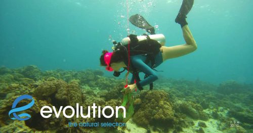 clean up dives evolution diving resort malapascua