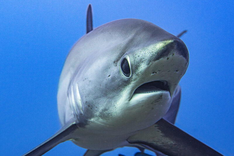 Evolution Diving Resort Malapascua