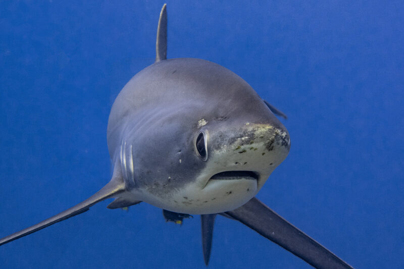 Evolution Diving Resort Malapascua