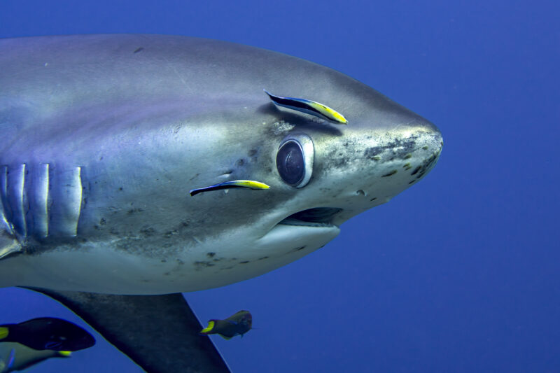 Evolution Diving Resort Malapascua